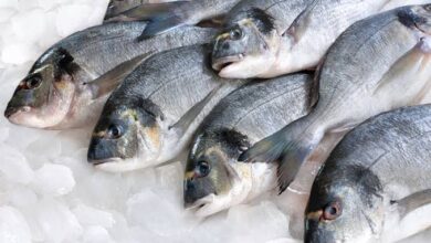 صورة أهم فوائد تناول السمك.. يقوي المناعة في الشتاء