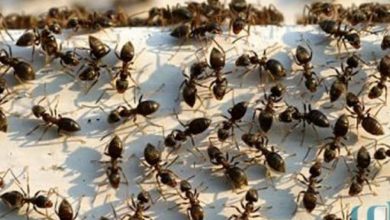 صورة إذا كنت تعاني من النمل في منزلك.. إليك 5 طرق سريعة وطبيعية تخلصك منه