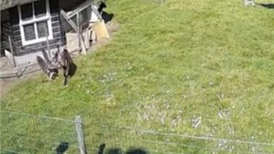 صورة “صقر” يحاول اختطاف دجاجة من مزرعة هولندية