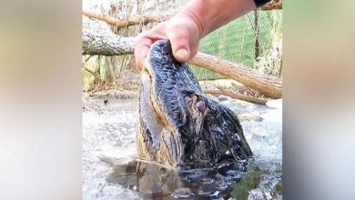 صورة شاهد بالفيديو.. تمساح حي برأس متجمدة