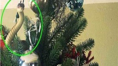 صورة فيديو.. عائلة تعثر على ثعبان سام في شجرة الكريسماس