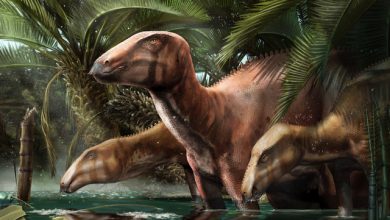 صورة فيديو.. يعود تاريخها إلى 80 مليون عام.. اكتشاف بقايا قطيع من 11 ديناصورًا