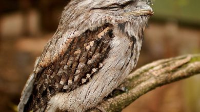 صورة يتشكل على هيئة قطعة خشب.. طائر مهدد بالانقراض