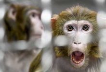 صورة مرض نادر بلا لقاح.. رصد أول إصابة بفيروس مصدره القرود