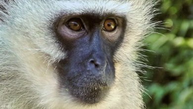 صورة ليس للبشر.. اكتشاف في البرازيل ينسب إلى القرود