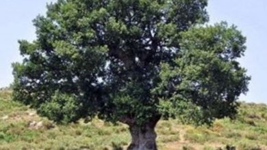 صورة حلقات أشجار العرعر تكشف سر أفول الإمبراطورية الحثية