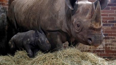 صورة وحيد القرن الأسود.. مولود ثالث