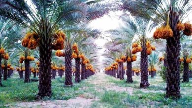 صورة مصر تدخل موسوعة “جينيس” بأكبر مزرعة تمور في العالم