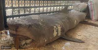 صورة سبب تحنيظ “القرش” قاتل السائح الروسي في مصر