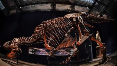 صورة بيع ديناصورات نادرة بمزاد علني في نيويورك يصل سعرها لـ6 ملايين دولار