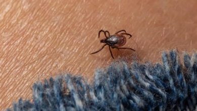 صورة فيروس “ألونجشان” ينتشر في أوروبا بسبب حشرة “القراد”
