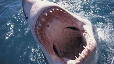 صورة دراسة غريبة.. أسماك القرش تتعاطى المخدرات وحبوب الهلوسة