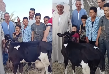 صورة حقيقة البقرة المباركة في مصر