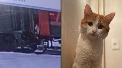صورة شركة “السكك الحديد الروسية” تعتذر بعد إلقاء “قطة” من أحد القطارات
