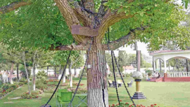 صورة تعرف على قصة “الشجرة المعتقلة” في باكستان