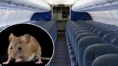 صورة فأر يتسبب في تعطل طائرة لمدة 3 أيام.. ماذا حدث؟