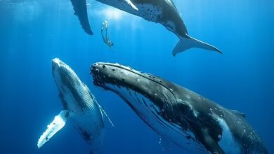 صورة دراسة تكتشف سر غناء “الحيتان” عبر مياه المحيط