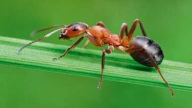 صورة النمل قد يحل محل اللحوم والتوابل.. ما القصة؟