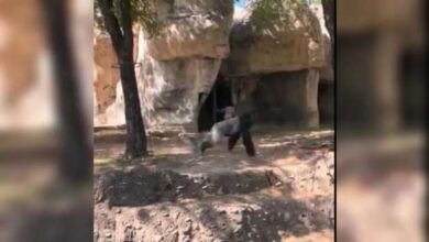 صورة “غوريلا” تهاجم حارستين بحديقة حيوان أمريكية “فيديو”