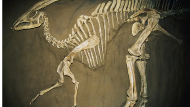 صورة شاب يعثر على حفرية ديناصور عمرها 70 مليون عام