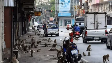 صورة تايلاند تضع خطة لإنهاء الحرب الأهلية مع “القردة”