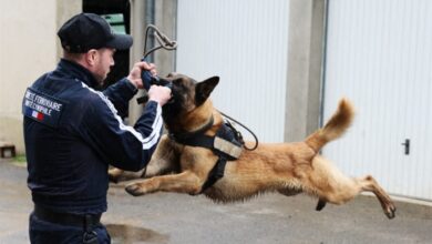 صورة نقص الكلاب يثير القلق في فرنسا قبل أولمبياد باريس 2024