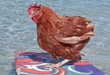 صورة “دجاجة” تعيش “حياة الأثرياء” في استراليا