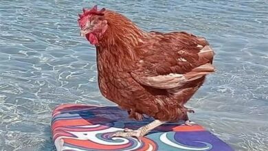 صورة “دجاجة” تعيش “حياة الأثرياء” في استراليا
