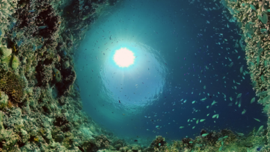 صورة اكتشاف كائن جديد “بلا عيون” في كهف تحت الماء