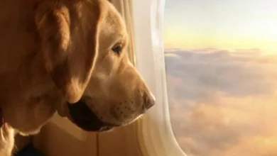 صورة “BARK Air” أول شركة طيران مخصصة للكلاب في أميركا