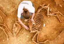 صورة العثور على خيول مدفونة منذ 2000 عام في فرنسا