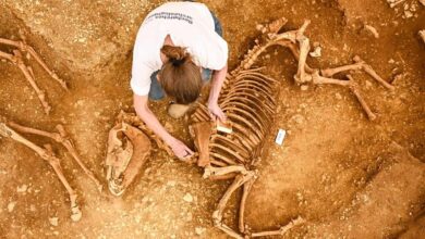 صورة العثور على خيول مدفونة منذ 2000 عام في فرنسا