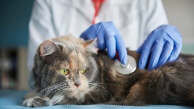 صورة طبيب بيطري يحتجز جثة قطة لتحصيل تكاليف علاجها