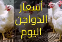 صورة “الفراخ البيضاء” تتراجع في الأسواق.. واستقرار نسبي في الأسعار