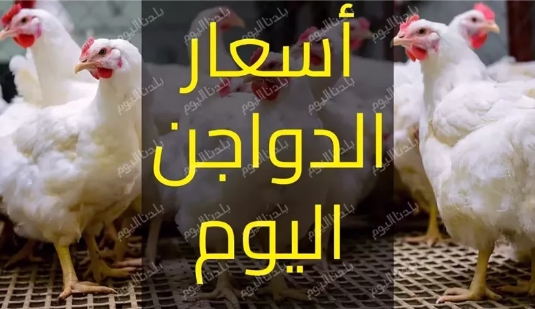 "الفراخ البيضاء" تتراجع في الأسواق.. واستقرار نسبي في الأسعار