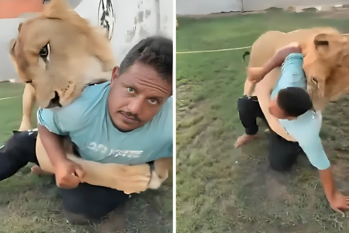 شاهد.. ليبي يطلق أسدًا على عامل مصري ويطالبه بأن "يعطيه قبلة"