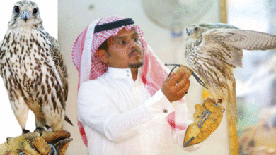 صورة تربية الصقور في السعودية.. بين الموروث الثقافي والعائد الاقتصادي