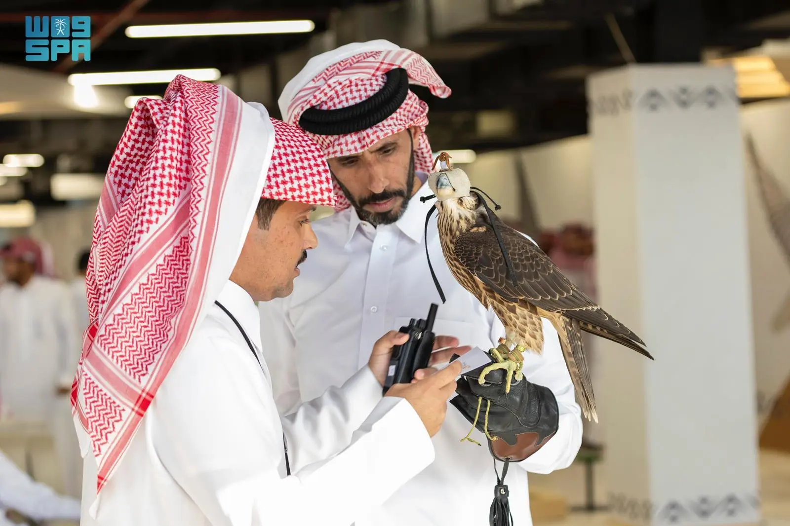 انطلاق أول أشواط سباق الملواح بمعرض الصقور والصيد السعودي الدولي 2025