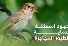 صورة السعودية تطلق خطة وطنية شاملة لحماية الطيور المهاجرة