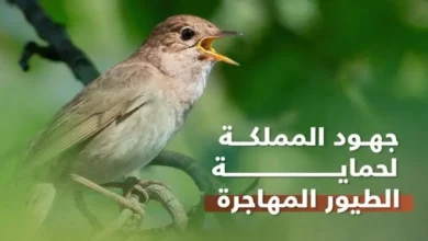 صورة السعودية تطلق خطة وطنية شاملة لحماية الطيور المهاجرة