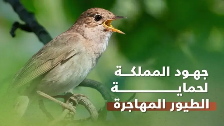 السعودية تطلق خطة وطنية شاملة لحماية الطيور المهاجرة