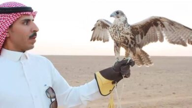 صورة موسم الصقور في جازان.. إرثٌ متجددٌ يحفظ الهوية ويعزز الاقتصاد