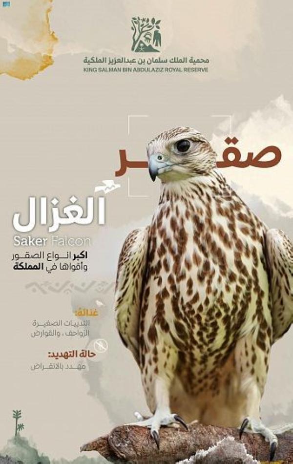 اليؤيؤ يعود إلى الواجهة.. لقطة نادرة تكشف ثراء الحياة البرية في محمية الملك سلمان