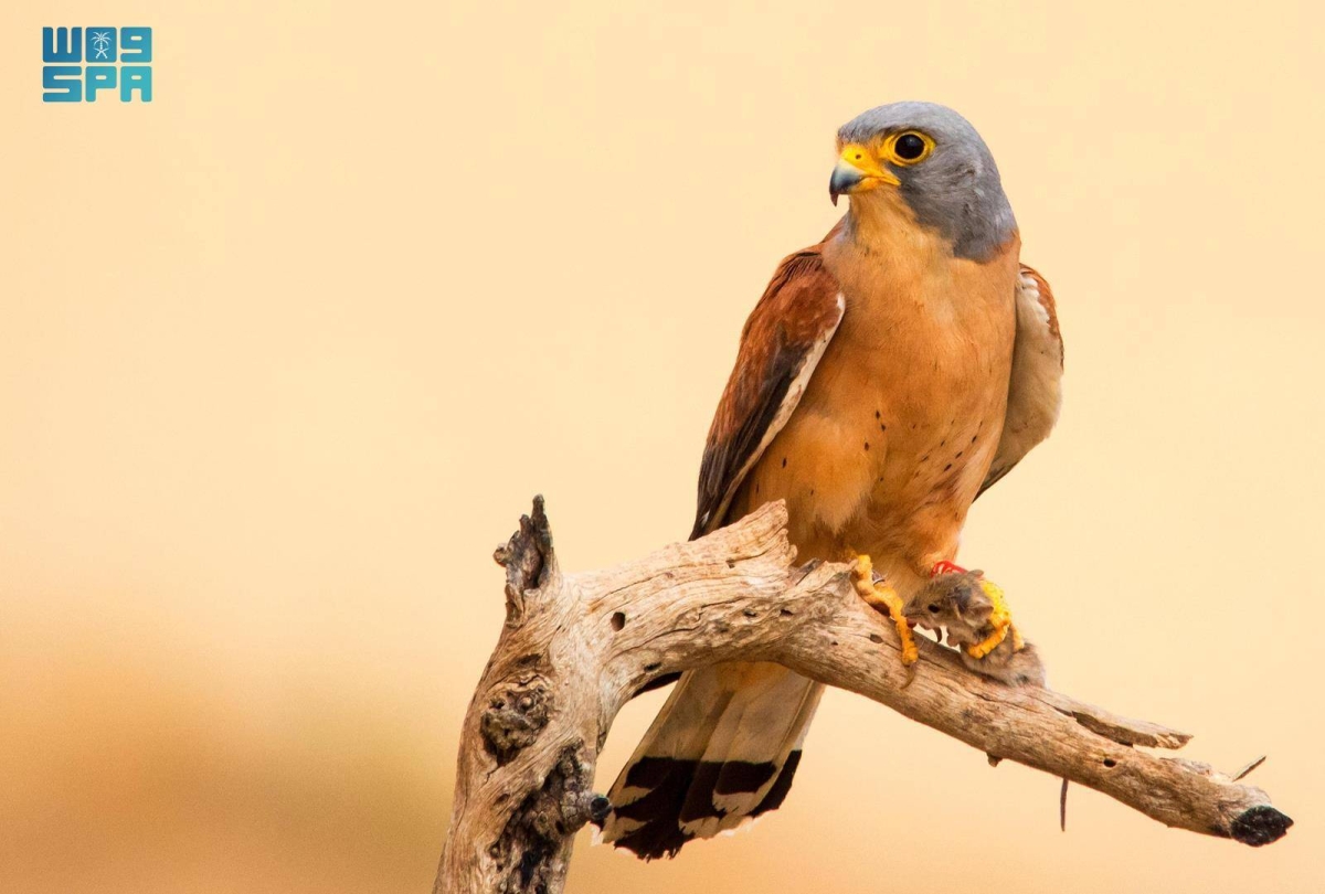 اليؤيؤ يعود إلى الواجهة.. لقطة نادرة تكشف ثراء الحياة البرية في محمية الملك سلمان