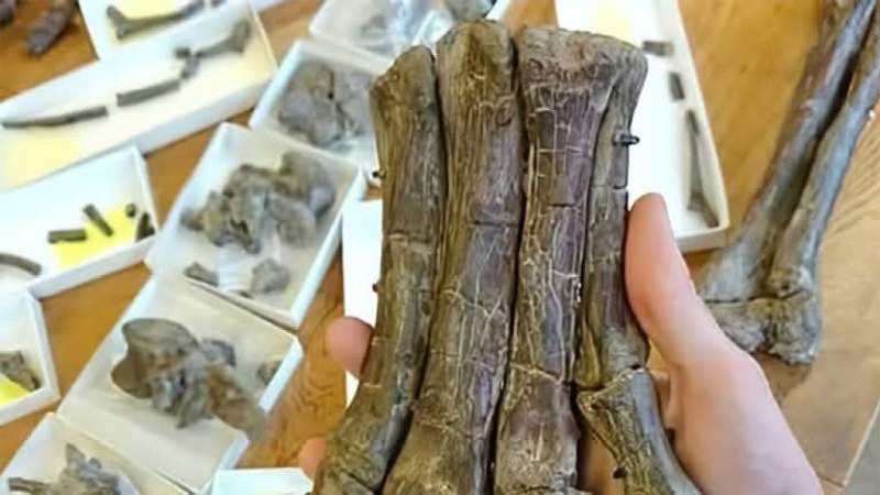 بعد 15 عامًا من الغموض.. العلماء يحسمون هوية القدم المتحجرة الأغرب في تاريخ إفريقيا