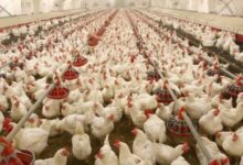 صورة هائل للأغذية تطلق مشروع دواجن عملاق في حائل باستثمار يتجاوز 100 مليون ريال وإنتاج 30 مليون طير سنويًا