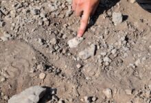 صورة بعد 15 عامًا من الغموض.. العلماء يحسمون هوية القدم المتحجرة الأغرب في تاريخ إفريقيا