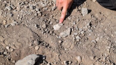 صورة بعد 15 عامًا من الغموض.. العلماء يحسمون هوية القدم المتحجرة الأغرب في تاريخ إفريقيا