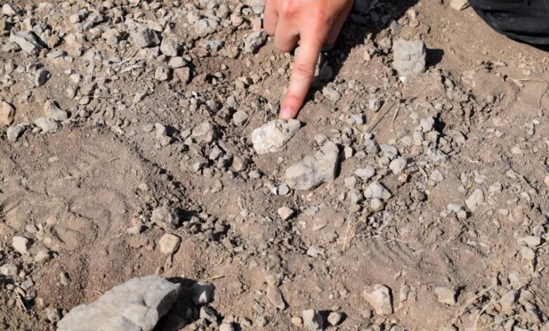 بعد 15 عامًا من الغموض.. العلماء يحسمون هوية القدم المتحجرة الأغرب في تاريخ إفريقيا