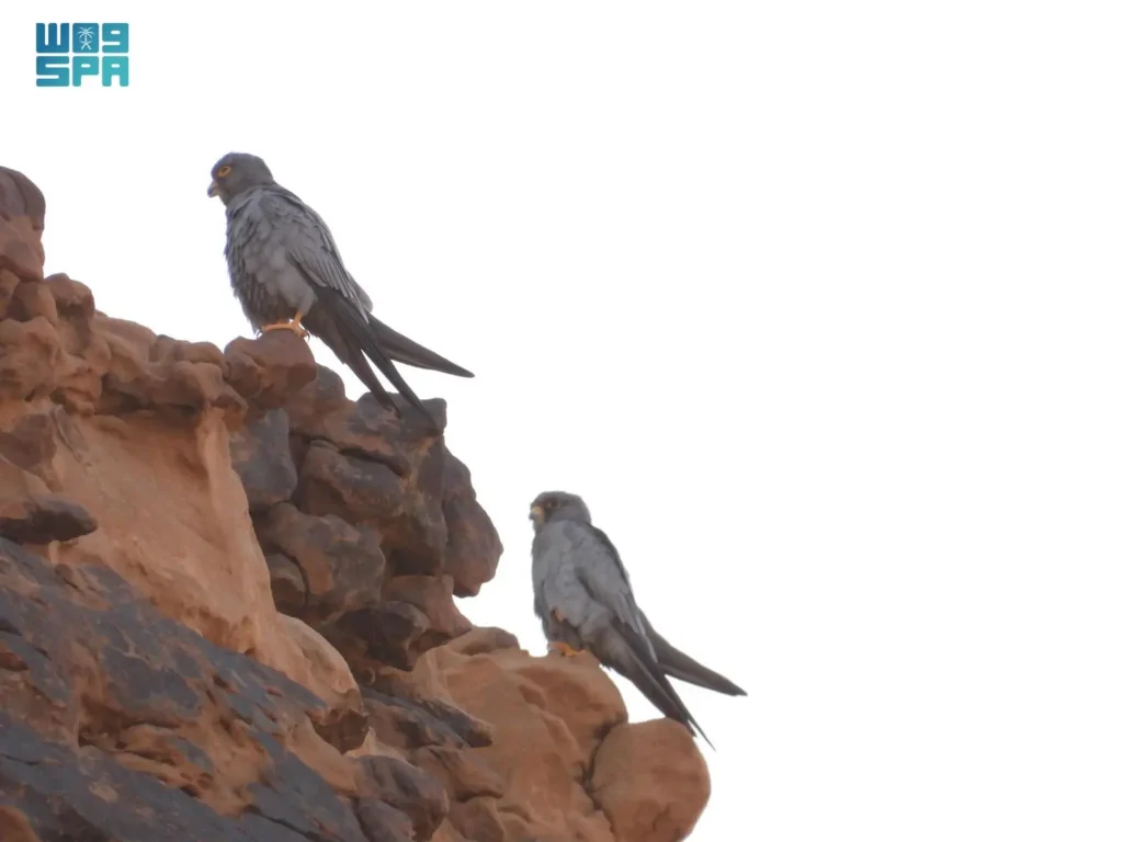 اليؤيؤ يعود إلى الواجهة.. لقطة نادرة تكشف ثراء الحياة البرية في محمية الملك سلمان